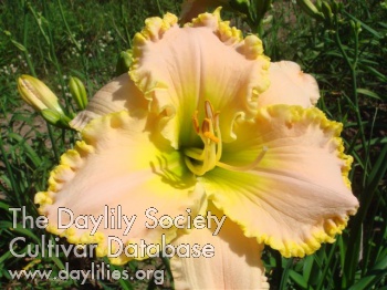 Daylily Badenoch Beauty